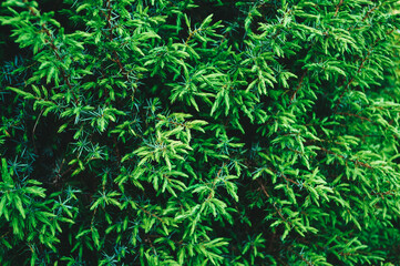 Young juniper shoots . Green background