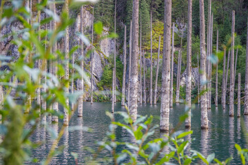 Fototapeta premium Dried trunks of Picea schrenkiana pointing out of turquoise water in Kaindy lake, Kazakhstan, Central Asia
