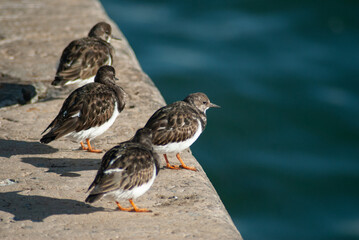 pajaros del norte pasando el invierno en España