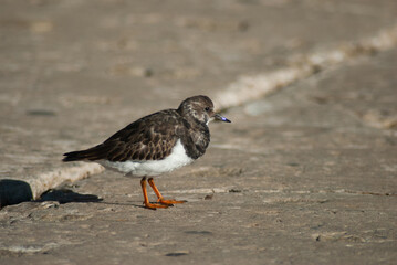 pajaros del norte pasando el invierno en España