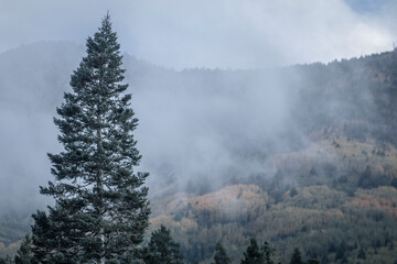 Montaña con niebla y pino