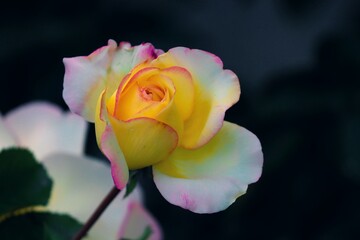 Rosenblüte vor dunklem Hintergrund