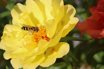 Schwebfliege sitzt auf einer Blüte