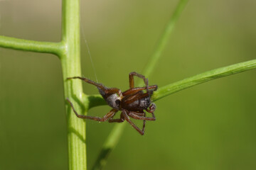 Male bark sac spider (Clubiona corticalis) of the family sac spiders (Clubionidae) on a plant in a Dutch garden. May, Netherlands. 