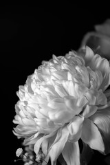 Chrysanthemum on black background, black and white color.