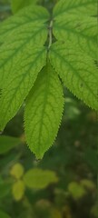Healthy green leaves with dark green veins 