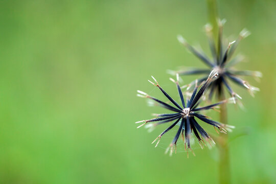 Potato weed Galinsoga parviflora seeds with green blur background