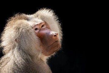 portrait of a baboon