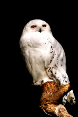 a snowy owl pearched on top of a tree branch