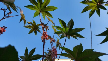 Fototapeta premium palm tree and sky