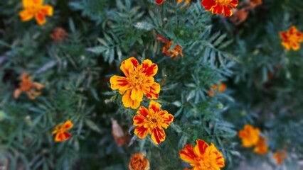 tagetes flower in the garden