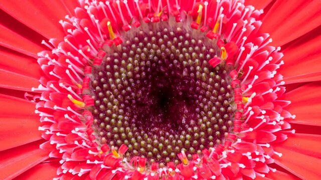 Close up de flor vermelha