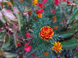 tagetes flower in the garden