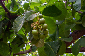Detalhe de pequizeiro com frutos.