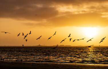 Morning Flight in the Sun