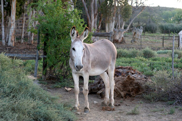 Fototapeta premium Landscape color photo of a donkey on a farm Rondavel. Karoo. 