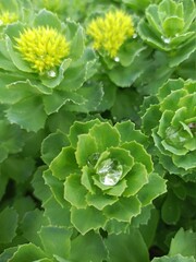 cabbage in the garden