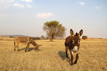 Landscape photo of a curious donkey on a farm. Paris, Eastern Freestate, South Africa.   - obrazy, fototapety, plakaty