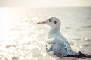 Seagull stand to rest in sea. Selective focus