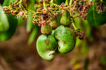 Punhado de cajú verde no galho.