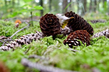 mehrere Tannenzapfen in grossaufnahme auf Waldboden 