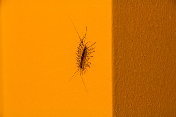 Close up image of house centipede on a wall
