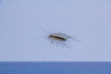 Close up image of house centipede on a wall