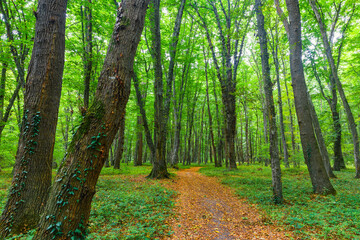Dense forest in the middle of autumn