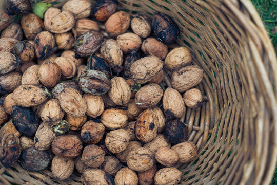 Organic Walnuts Just Harvested in Basket