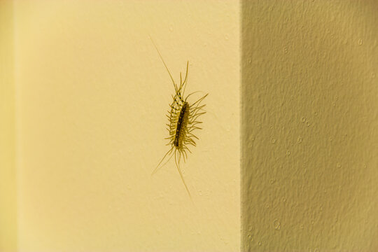 Close up image of house centipede on a wall - Powered by Adobe