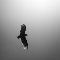 Fototapeta na wymiar Black Vulture in Sun Lit Blue Sky B&W