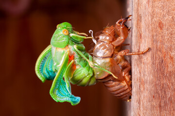 Cicada molting exuvia emerging shell