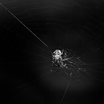 Black and white close-up of spider on its web
