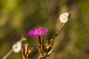 Macro photo of a pink flower with dew drops and a snail shell a little higher