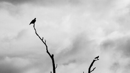 Hawk & Crow on Top of Dead Trees B&W