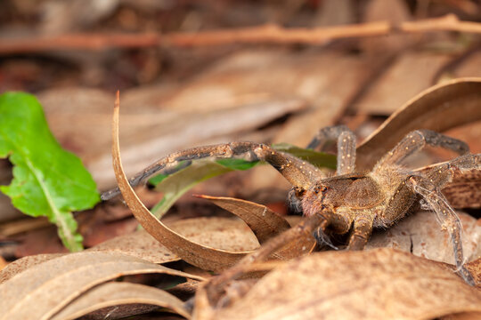 Brazilian wandering spider - danger poisonous Phoneutria Ctenidae