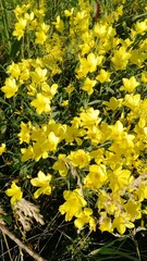 yellow flowers on the ground