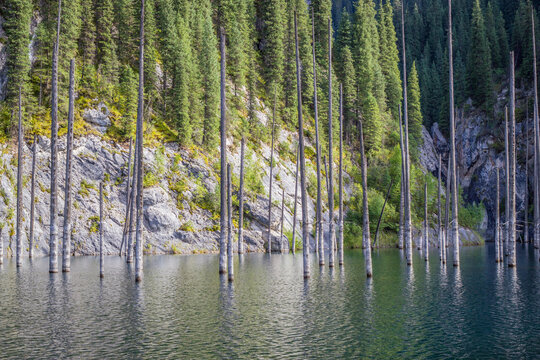 Beautiful Summer Landscape. Dried trunks of Picea schrenkiana pointing out of turquoise water in Kaindy lake, Kazakhstan, Central Asia