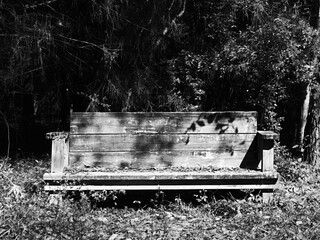 Old Wooden Bench in Woods B&W