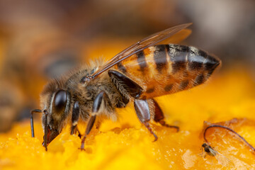 Honey Bee Apis mellifera eating on nature high magnification