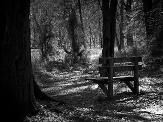 Old Wooden Bench in Woods By Path B&W