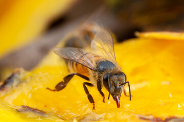 Honey Bee Apis mellifera eating on nature high magnification