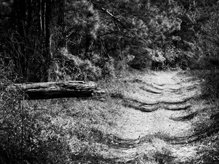 Trail and Dead Log in the Woods B&W