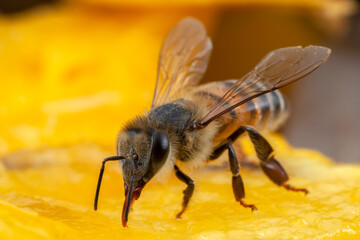 Honey Bee Apis mellifera eating on nature high magnification