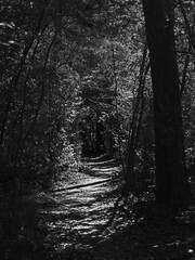 Trail in Woods with Green Trees B&W