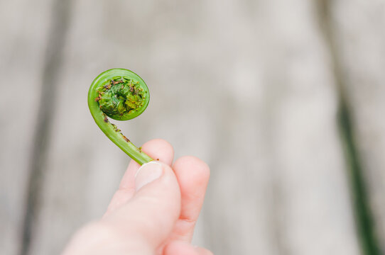 edible young fiddlehead fern plant