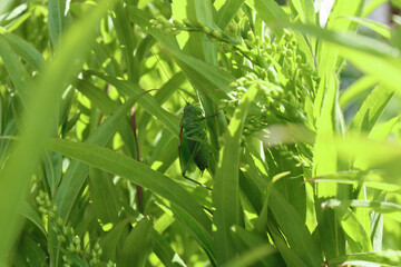 Green locust or big grasshopper hides in green leaves. Summer. Wildlife. Mimicry. Macro
