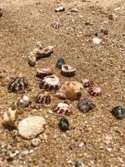 shells on the beach