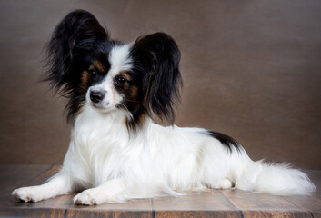Studio shot of an adorable Papillon dog on a dark background