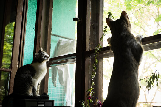 Two curious cat looking from the window